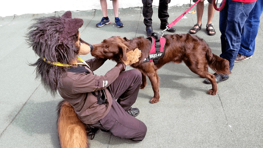 Fursuiter (Nicky German) naso contro naso con un cane